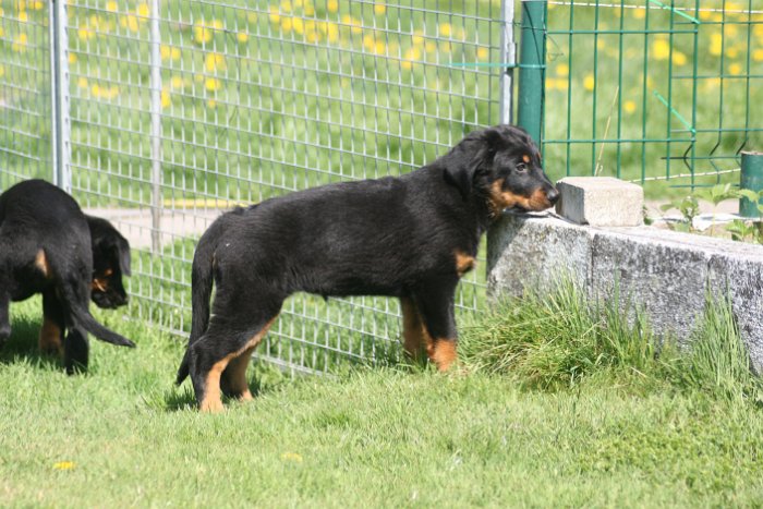 Quenza 09 04 2017 (35)